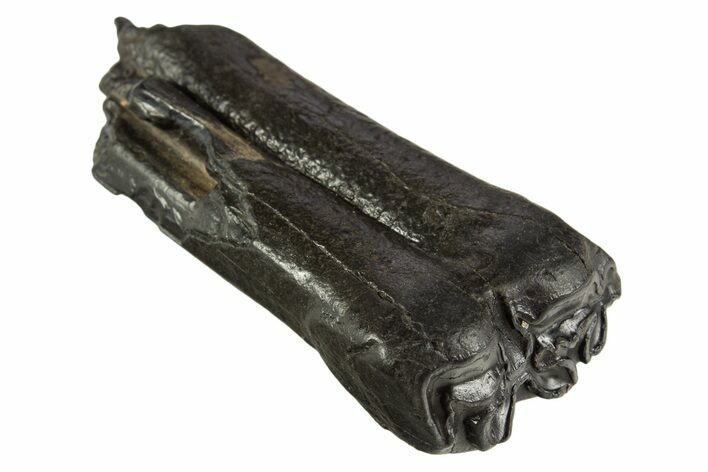 Pleistocene Aged Fossil Horse Tooth - South Carolina #332366